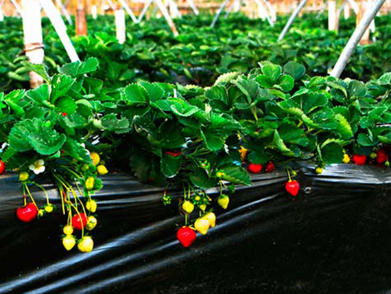 膜類行業(yè)領(lǐng)域應(yīng)用